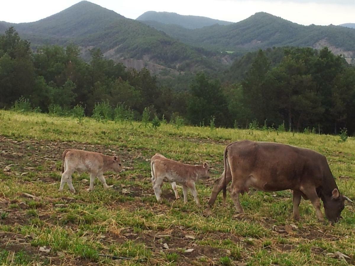 Casa Encuentra, En El Pirineo Al Lado De Ainsa Guest House El Pueyo de Araguas Ngoại thất bức ảnh